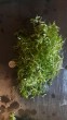 20200802_180126.jpg