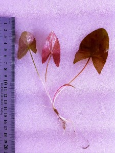 20200814_112746.jpg