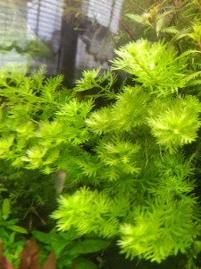 IMG_20200723_104118.jpg