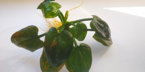 IMG_20200808_080513.jpg