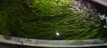 copy_96_copy_487_DSC_0390.jpg