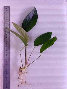 20200907_150245.jpg