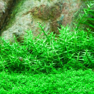 copy_160_copy_739_gratiola-viscidula.jpg