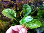 copy_821_20200918_093328.jpg