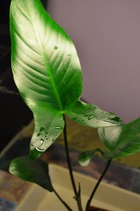 DSC_0002.JPG