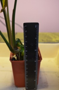DSC_0003.JPG