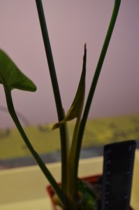 DSC_0004.JPG