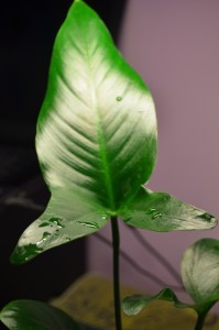 DSC_0005.JPG