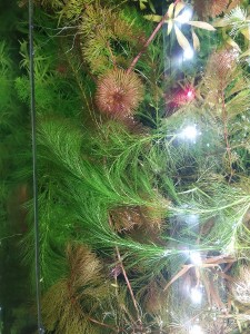 IMG_20201027_091506.jpg