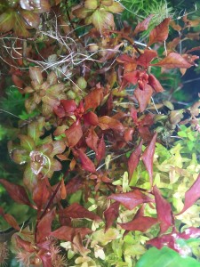 IMG_20201027_091735.jpg