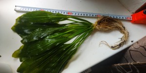 IMG_20201029_084655.jpg