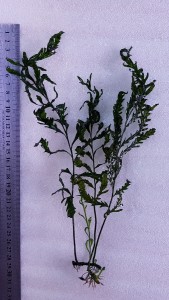 copy_729_20200927_153143.jpg