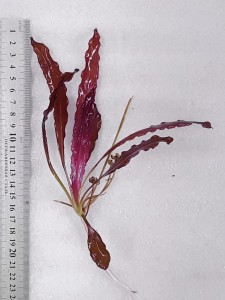 20201102_143103.jpg