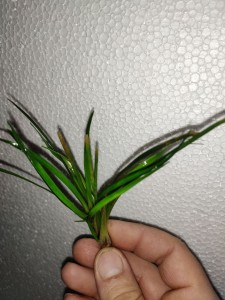 IMG-0d58328a46760cf1427235ef75ce14d8-V.jpg