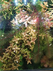 IMG_20201102_113940.jpg