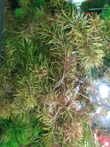 IMG_20201115_150315.jpg