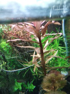 IMG_20201115_150548_BURST6.jpg