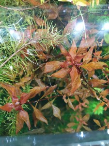 IMG_20201115_151220.jpg