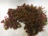 Rotala macrandra відро 2.jpg