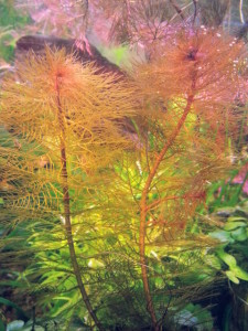 copy_492_Myriophyllum-Tuberculatum-1.jpg