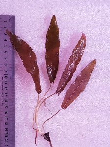 copy_600_20201025_172907.jpg