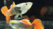 copy_756_22.png