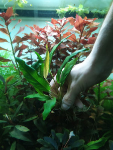 Анубиас Congensis1.jpg