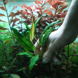 Анубиас Congensis1.jpg