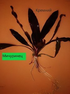 мичуринец.jpg