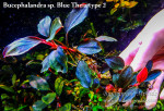 Blue Theia type 2.jpg