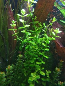 copy_302_IMG_20201209_122652.jpg