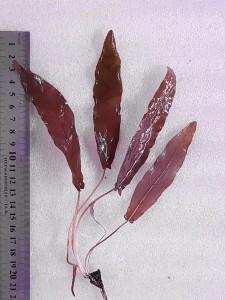 copy_3_20201112_111713.jpg