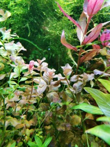 copy_414_copy_611_IMG_20201105_164124.jpg