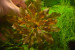copy_521_copy_240_1-1.jpg