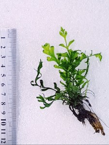 copy_624_20201112_154409.jpg