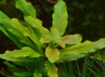 copy_632_copy_859_Ludwigia-Pilosa.jpg