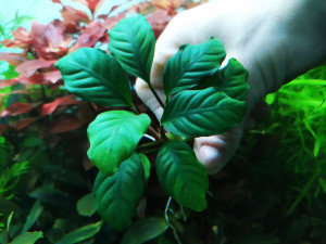 Анубиас Coffefolia1.jpg