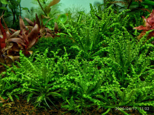 Погостемон Хелфери1.jpg