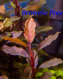 IMG_4304Brownie Pixy.jpg