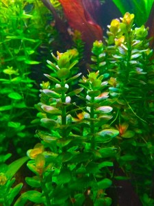 copy_5_copy_335_copy_38_IMG_20201209_122556.jpg