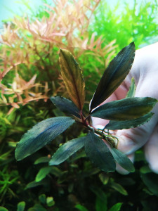 Буцка sp.Deep purple from Kapuas.jpg