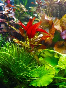 IMG_20201224_191650.jpg