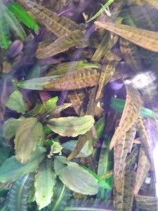 IMG_20210127_163854802.jpg