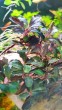 IMG_20210203_102622.jpg