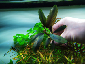 Буцефаландра Deep purple from Kapuas4.jpg