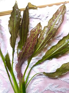 моя прелесть.jpeg