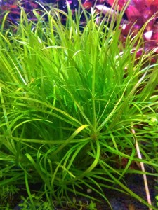 3 Блікса яп.jpg