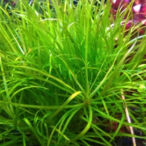 3 Блікса яп.jpg