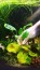 Furtadoa sumatrensis green.jpg