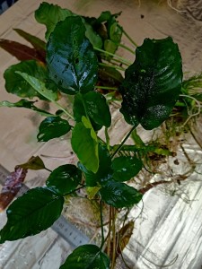 IMG20210328152723.jpg